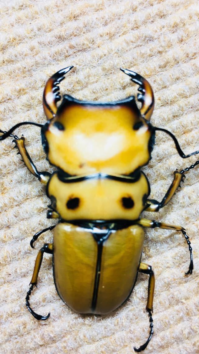 成虫ペア メンガタメリー メンガタ・メリー オス50ミリ INSECT SHOP 