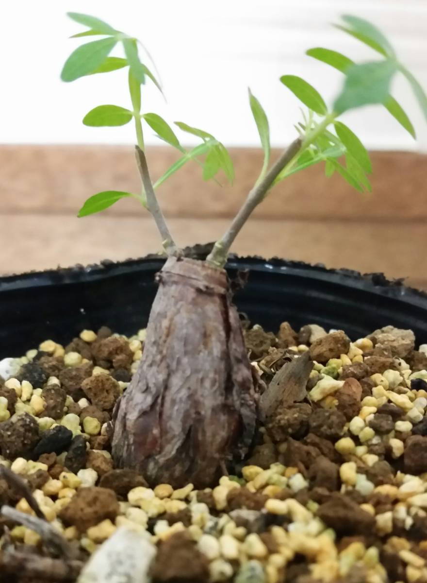 No 2 オペルクリカリア パキプス Operculicarya Pachypus 花 園芸 売買されたオークション情報 Yahooの商品情報をアーカイブ公開 オークファン Aucfan Com