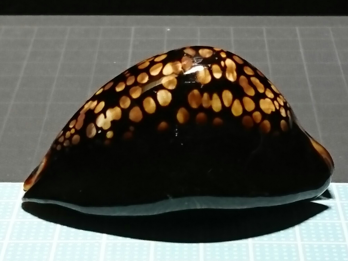 沖縄 天然 貝殻 巻き貝 標本 ハチジョウダカラガイ 宝貝 ハンドメイド