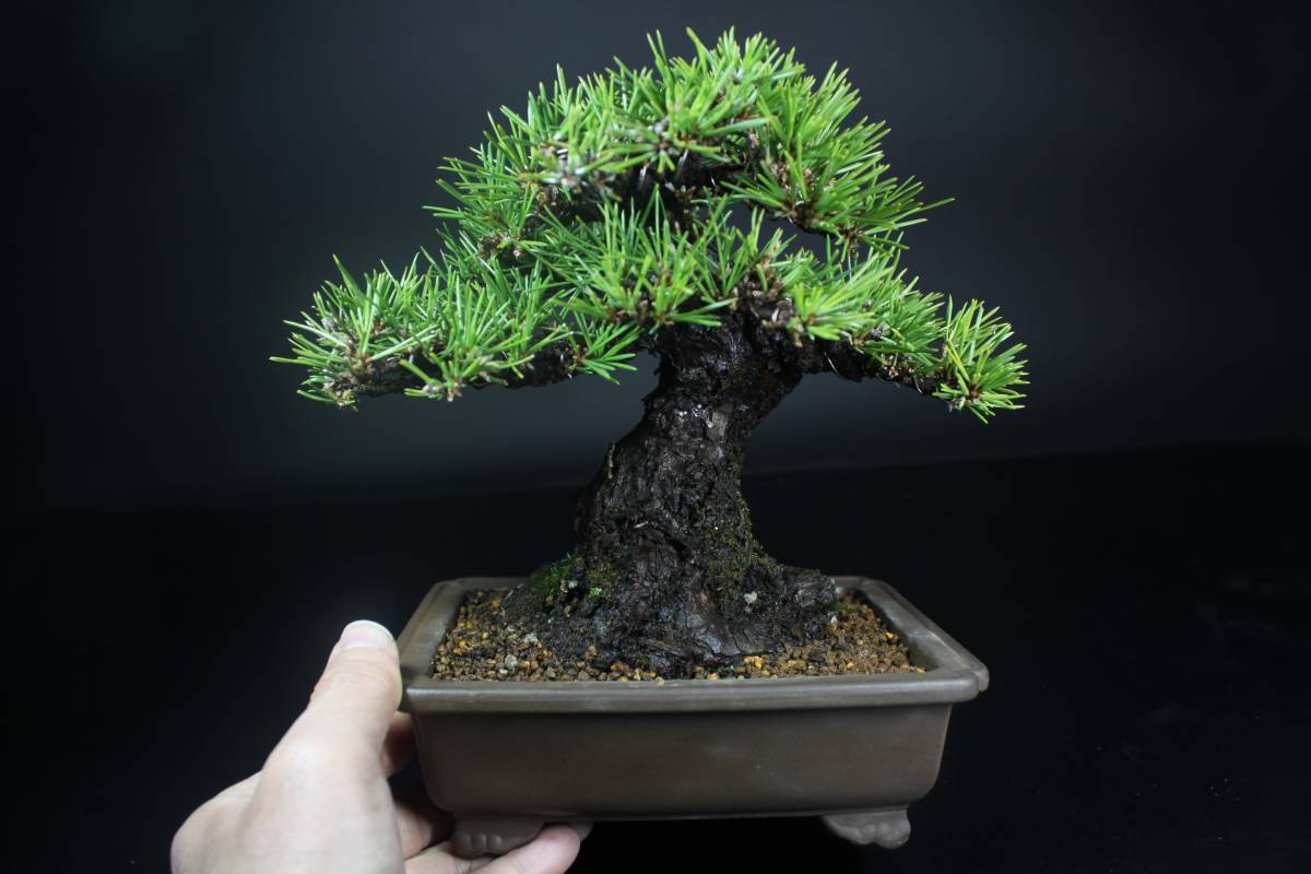 四国黒松盆栽(樹高18cm) 【茉莉園】◇ 黒松1 ◇ 樹高18cm 小品