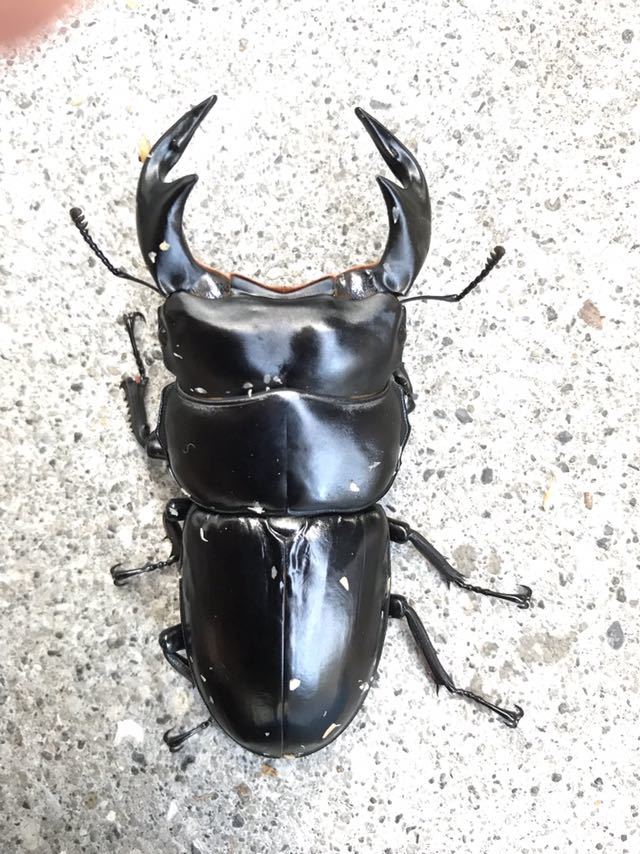 ブータン アンタエウス 幼虫7頭セット