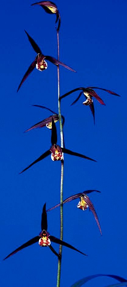 日向寒蘭・紅美鳥・（濃紅花・丸舌）・（２条立ち大株）