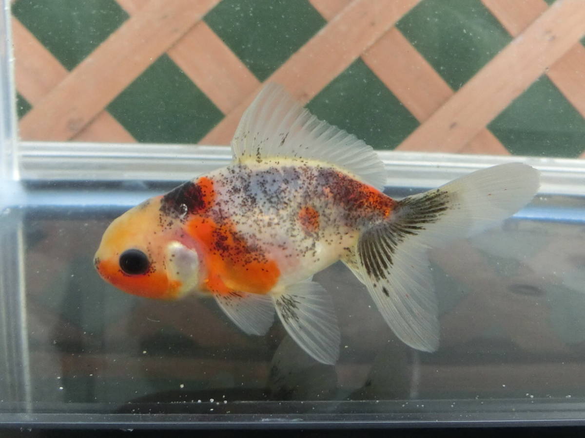 ＜＜金魚屋うらちゃん＞＞ 村木養魚場産変りジャンボ東錦９センチ前後 明け二歳（熊本発）