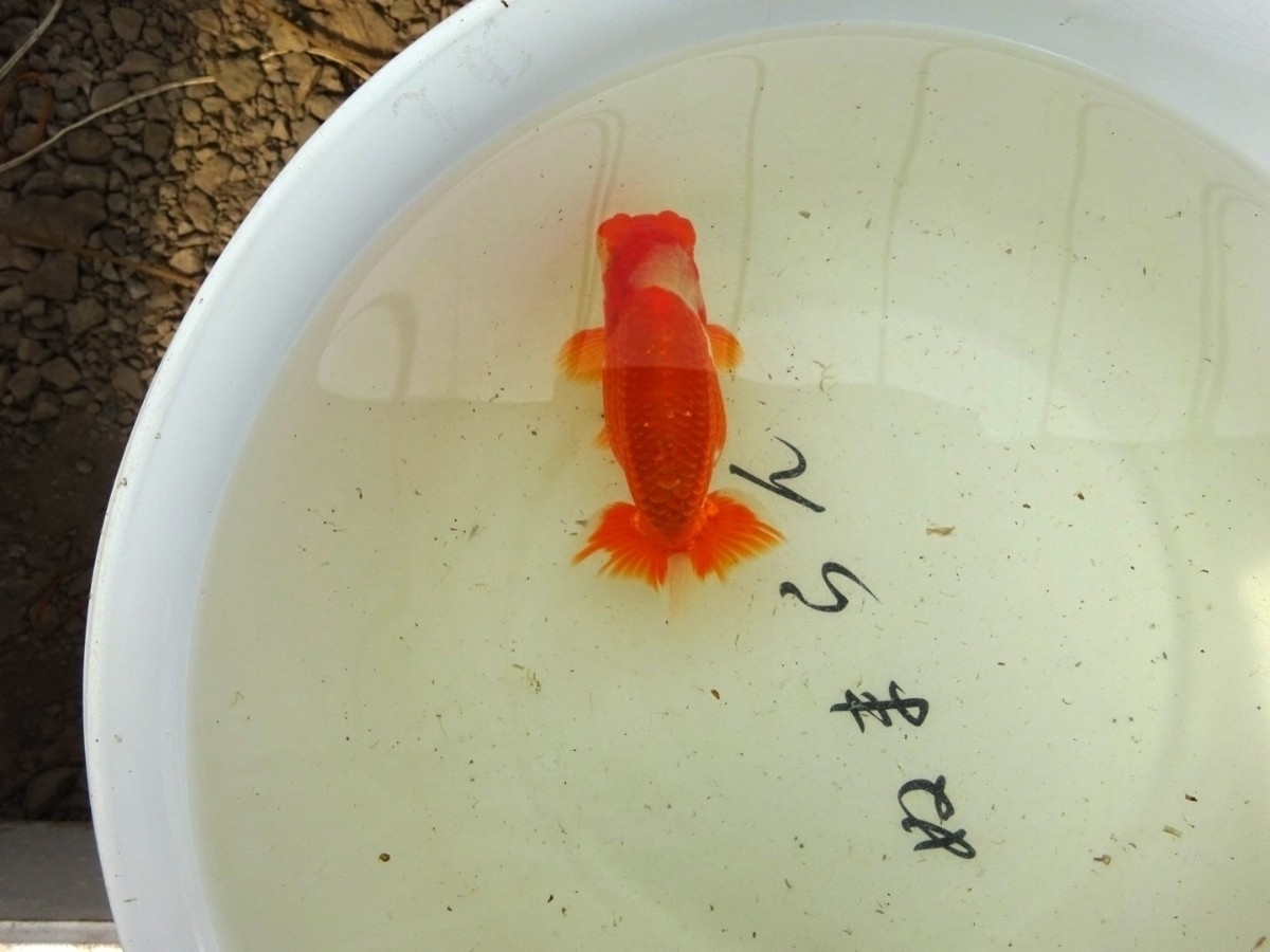 【ぬまらん】大量 最終 目測1000匹 会魚交配 無選別針仔 