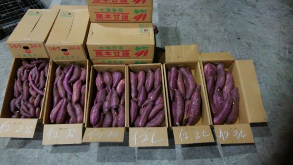 シルクスイート さつまいも 紅はるか or 約 10kg | 蜜芋 熊本県産 5kg 2kg