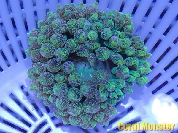 Malaysia サンゴイソギンチャク　102