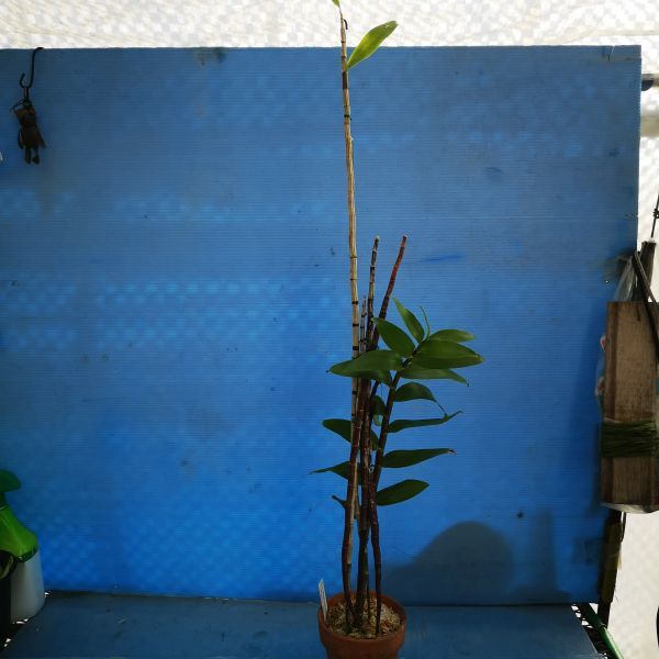 新作入荷，お買い得洋蘭 Den. moschatum'Pink No1' OG Div(ラン)｜売買されたオークション情報、yahooの商品情報をアーカイブ公開 - オークファン ラン