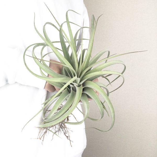  T237 特大株 限定1000円 Tillandsia レディ エアプランツ エアープランツ ティランジア チランジア(アナナス)｜売買されたオークション情報、yahooの商品情報をアーカイブ公開 - オークファン アナナス