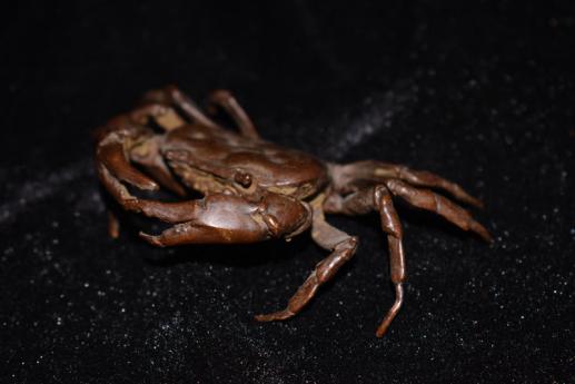 蔵友旧蔵寄売 銅製 カニ 招財 置物 