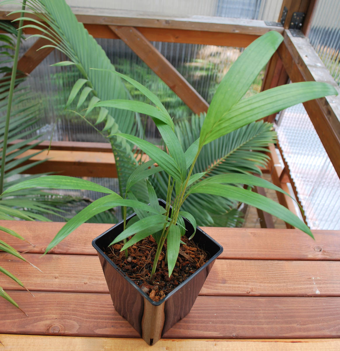 お得 Archontophoenix cunninghamiana illawarra（イラワラキング