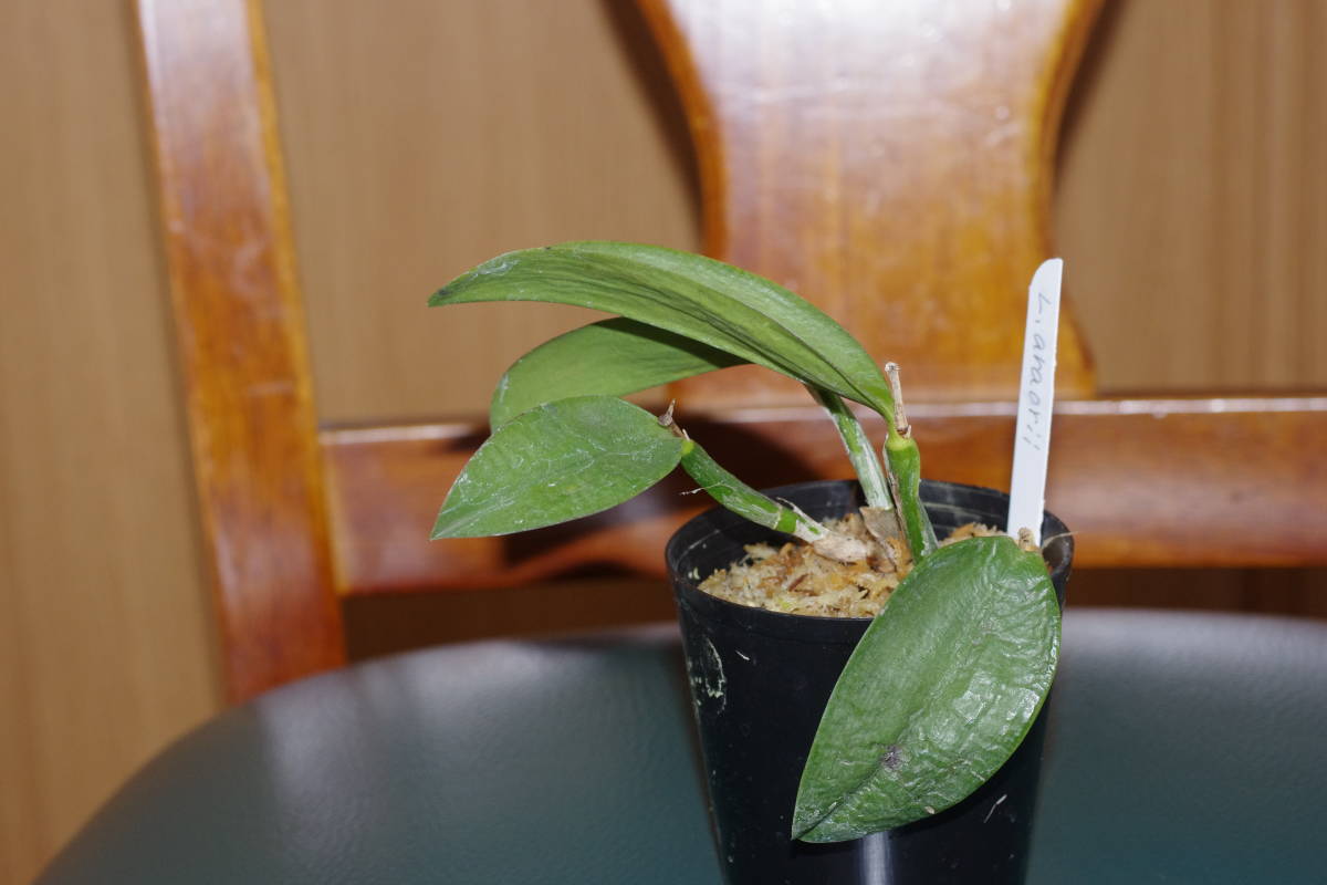 Lepanthes telipogoniflora洋蘭原種