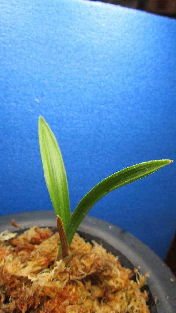 ☆　日本春蘭　悟空　希少品　寒蘭　☆