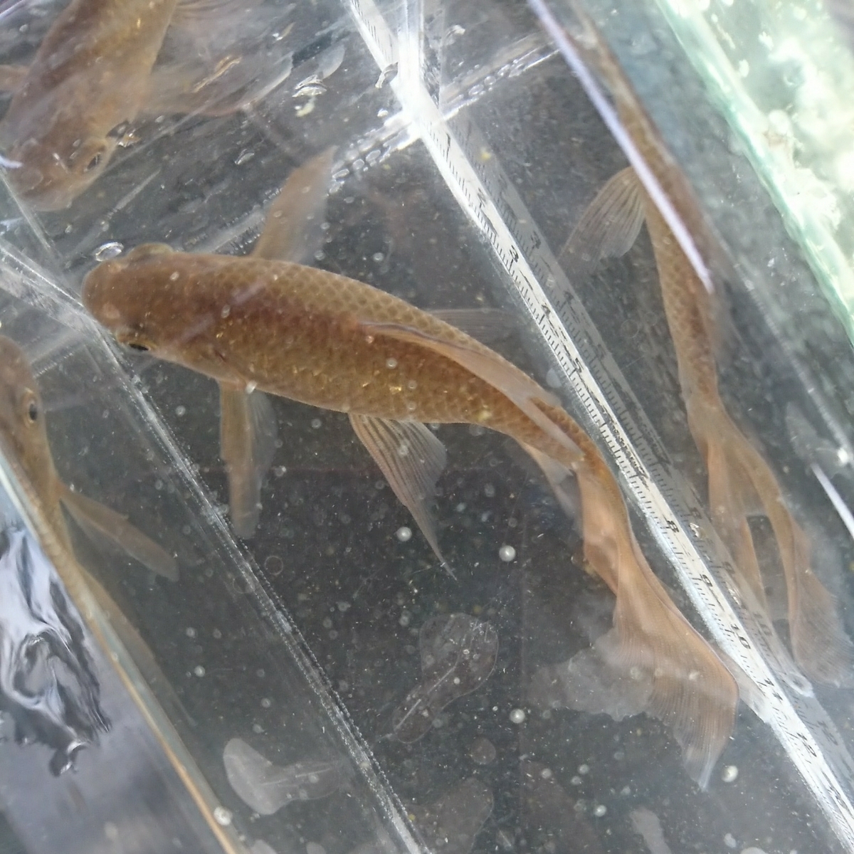 宮城鉄魚飼育研究会 錆鉄魚 金魚 売買されたオークション情報 Yahooの商品情報をアーカイブ公開 オークファン Aucfan Com