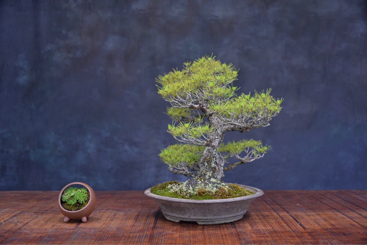 あかまつ 盆栽 | 赤松 densiflora Pinus 本店 Akamatsu さいたま市大宮 