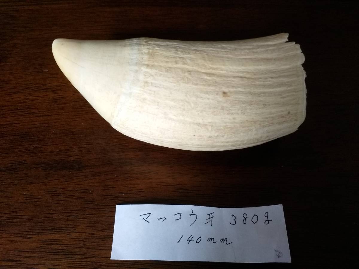 鯨歯 マッコウクジラ 天然素材 印材 抹香鯨 鯨 彫刻 マッコウ 牙 長さ