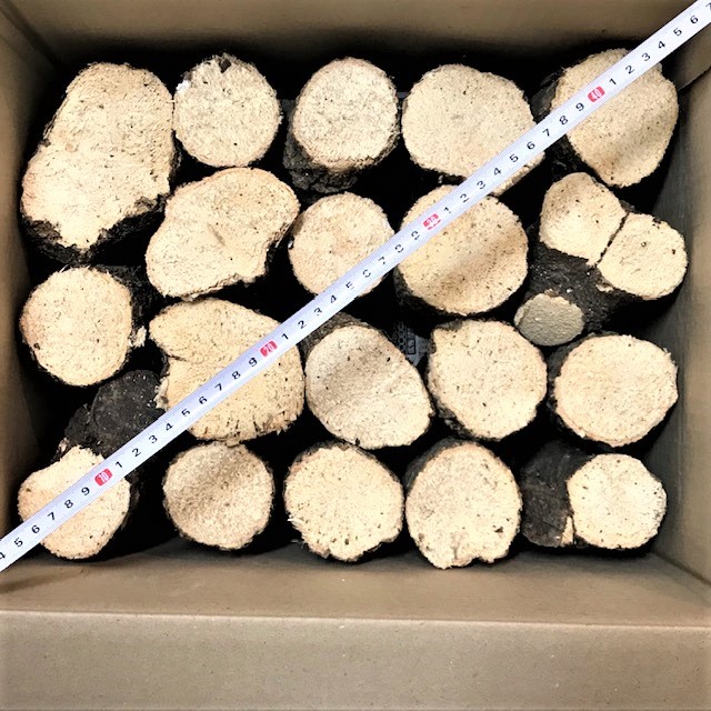 川口商会最高級ブランド三草コナラ飼育産卵木A品 NO1 送料無料！