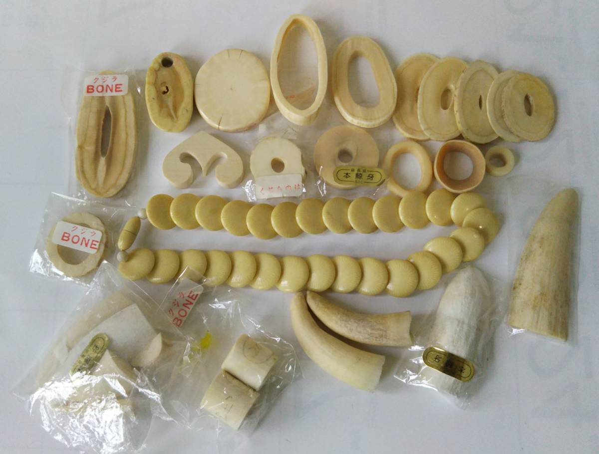 鯨歯 マッコウクジラ 抹香鯨 天然素材 鯨牙 彫刻材料 印材 標本総