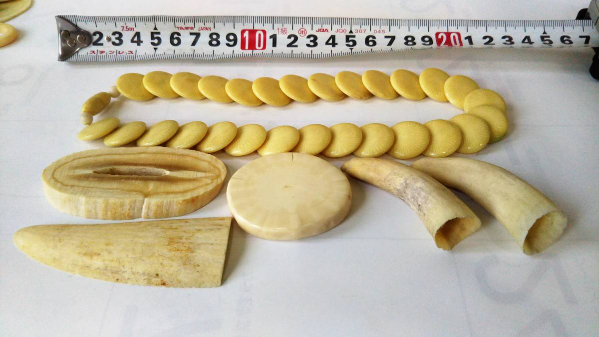 鯨歯 マッコウクジラ 抹香鯨 天然素材 鯨牙 彫刻材料 印材 標本総