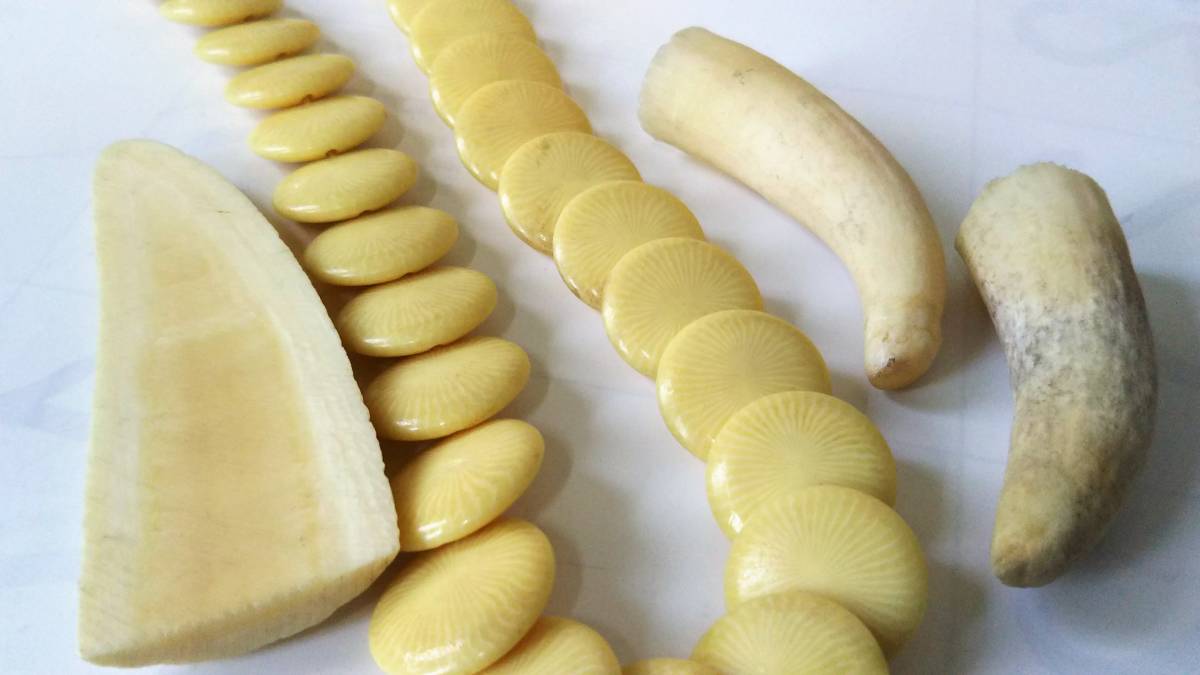鯨歯 マッコウクジラ 抹香鯨 天然素材 鯨牙 彫刻材料 印材 標本総