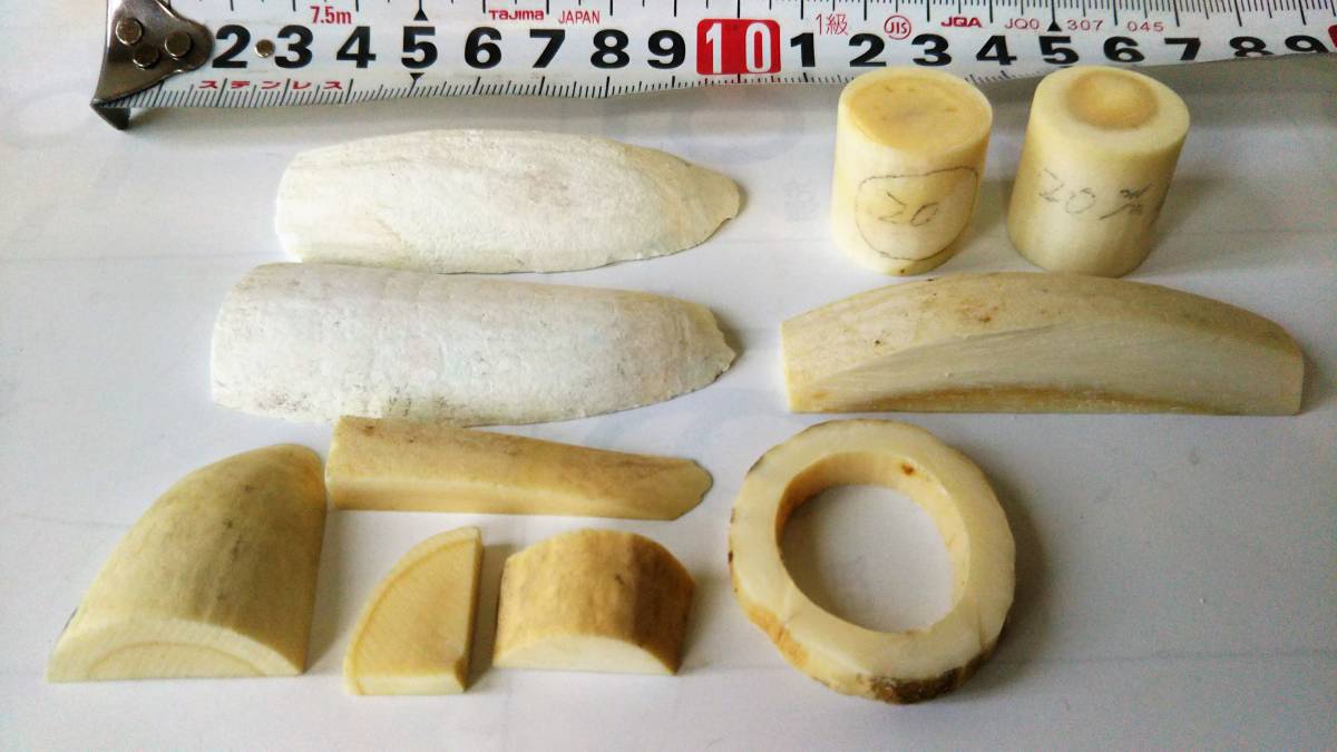 鯨歯 マッコウクジラ 抹香鯨 天然素材 鯨牙 彫刻材料 印材 標本総