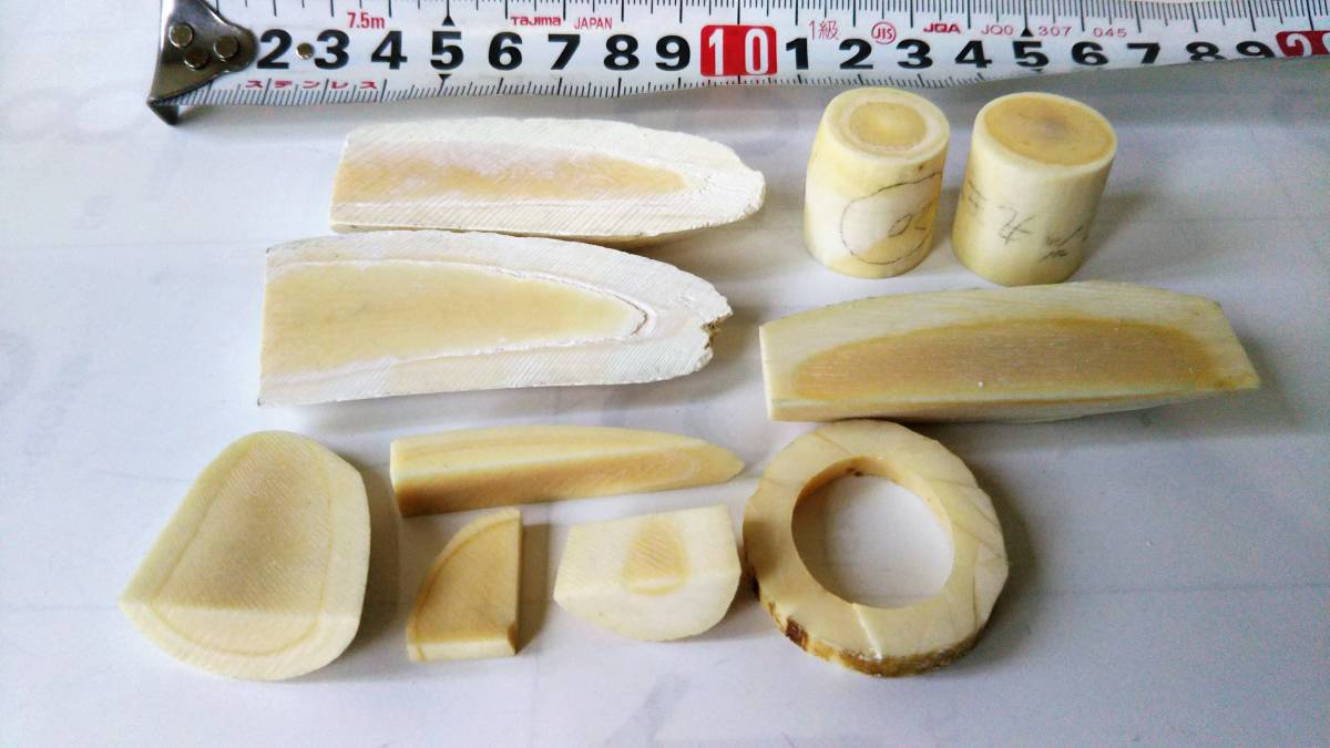 鯨歯 マッコウクジラ 抹香鯨 天然素材 鯨牙 彫刻材料 印材 標本総