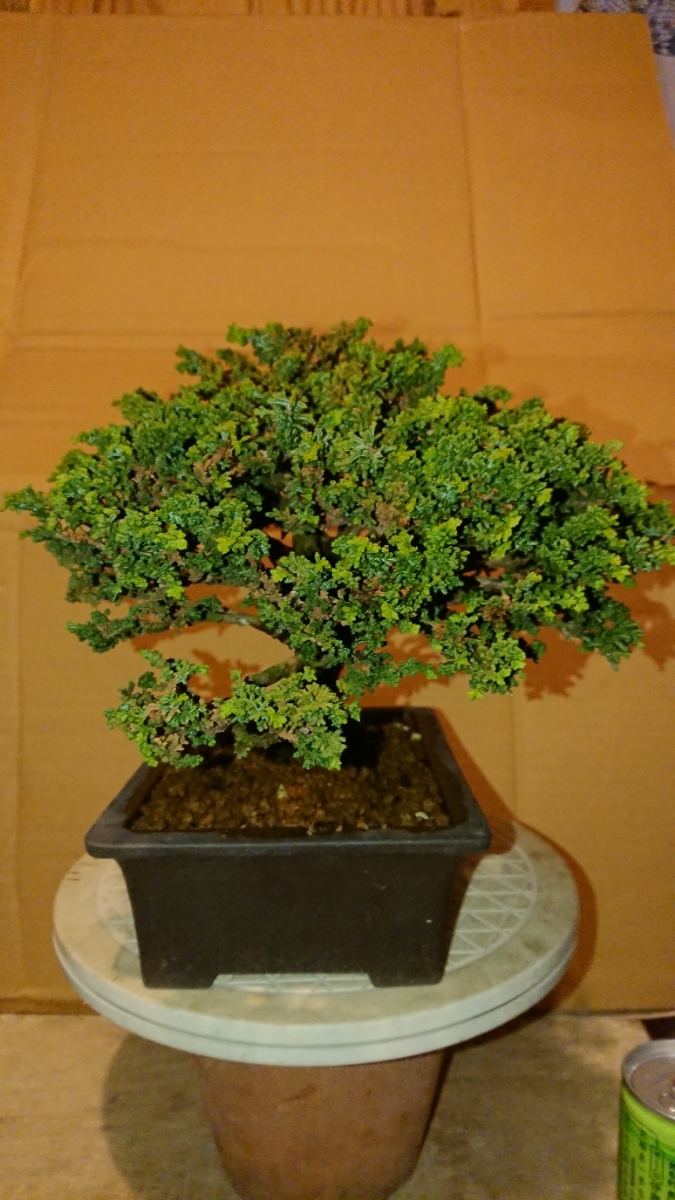 石化檜 盆栽石化桧 ヒノキ 盆栽 盆栽 石化桧 no.3⁄盆栽、多肉植物、