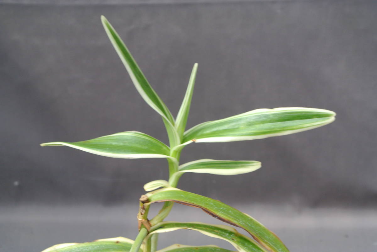 洋蘭アラクニス】Arachnis flos-aeris`Variegata' Arachnis flos-aeris