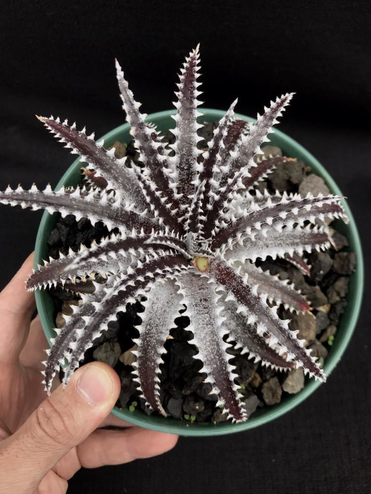 DBディッキア Dyckia Bill Baker hybrid #133 ⑶ ディッキア DycKia