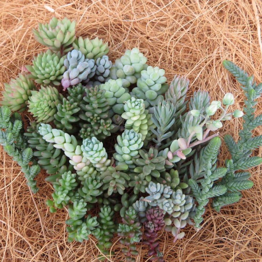 多肉植物 セダム盛り セダム属 寄せ植えに 10品種 カット苗 48カットセット サボテン 売買されたオークション情報 Yahooの商品情報をアーカイブ公開 オークファン Aucfan Com