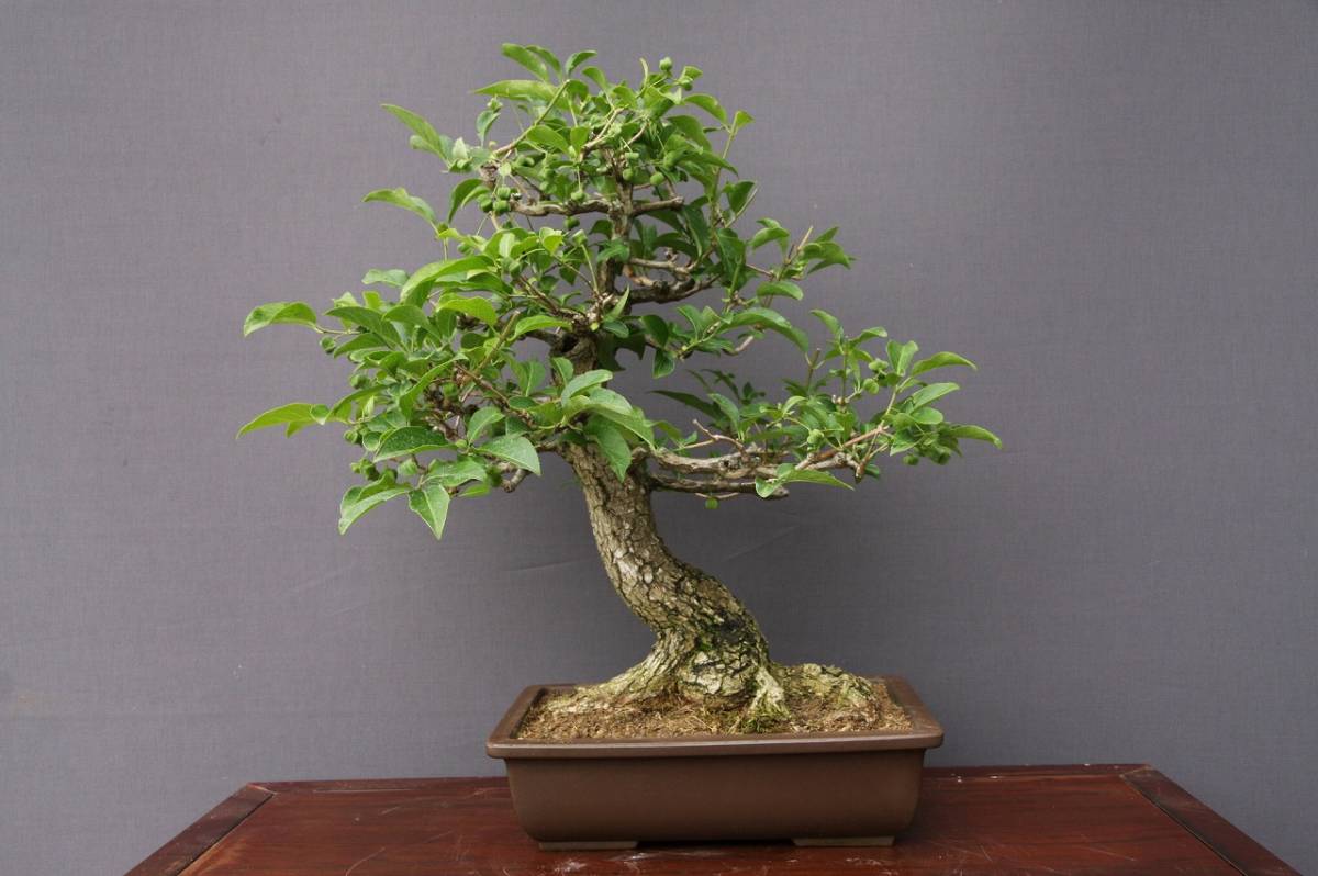 五葉松 荒皮性 盆栽 楽天市場 | 花心盆栽 楽天市場店 - 盆栽の五葉松