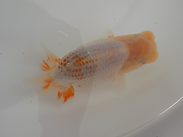 ☆Y・T☆らんちゅう・荻谷富士夫氏・当歳太身魚・研究会F18-4