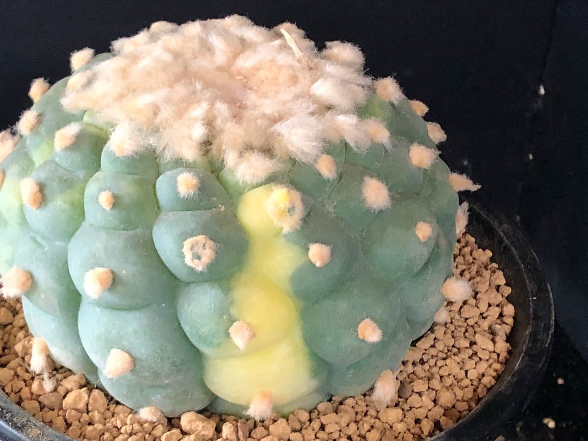 サボテン多肉植物 疣銀冠玉錦 接ぎ下ろし実根 W 11cm