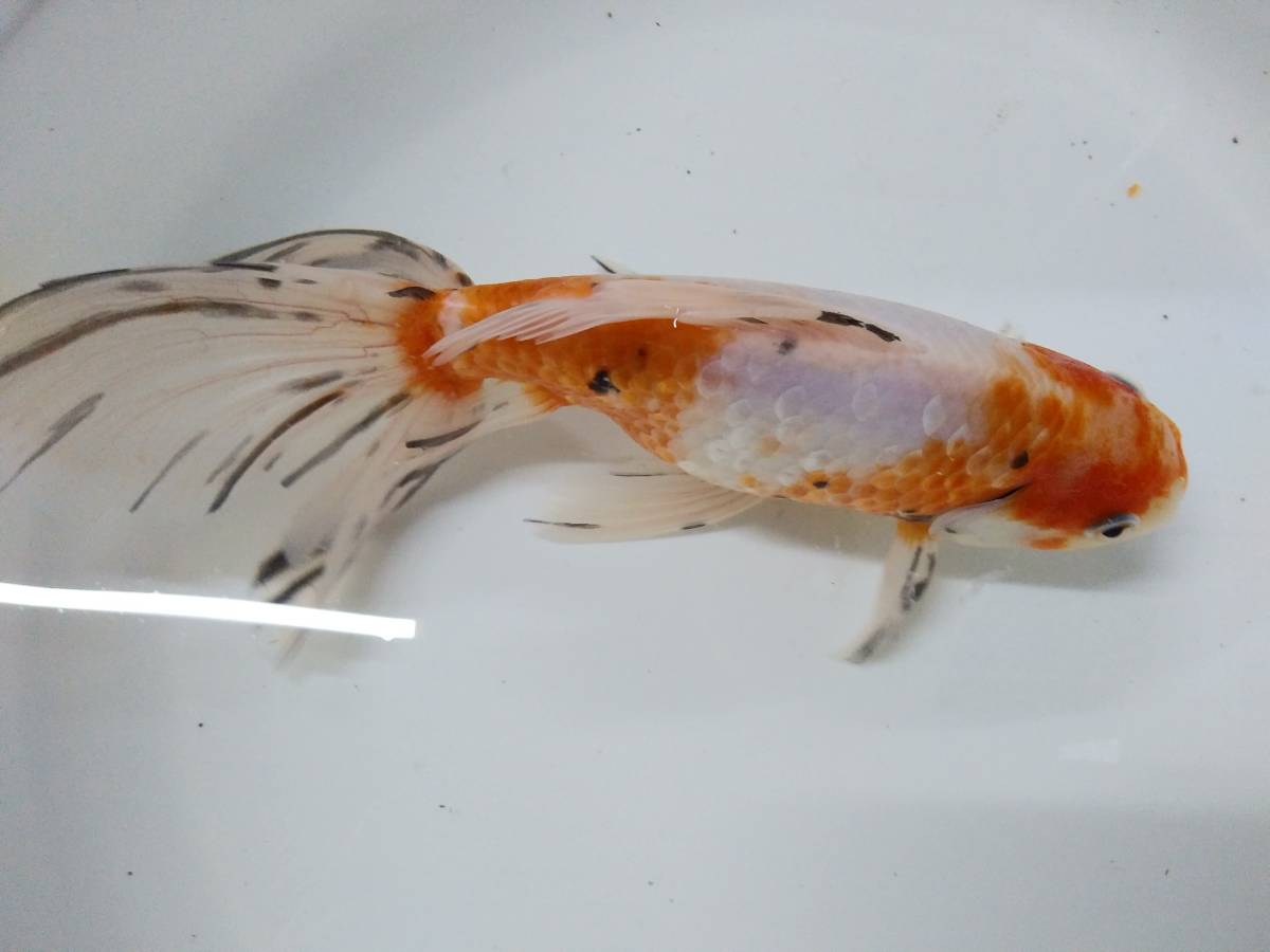【金魚】ジャンボオランダ東錦三歳魚熊本県長洲産