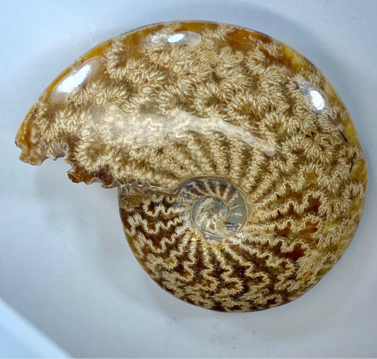 ユーボストリコセラス・ムラモトイ Yahoo!オークション - 異常巻