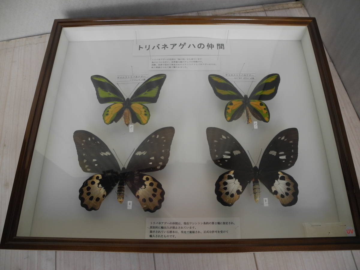 蝶標本 アカメガネトリバネアゲハ 産地別コレクション 研究用 大型