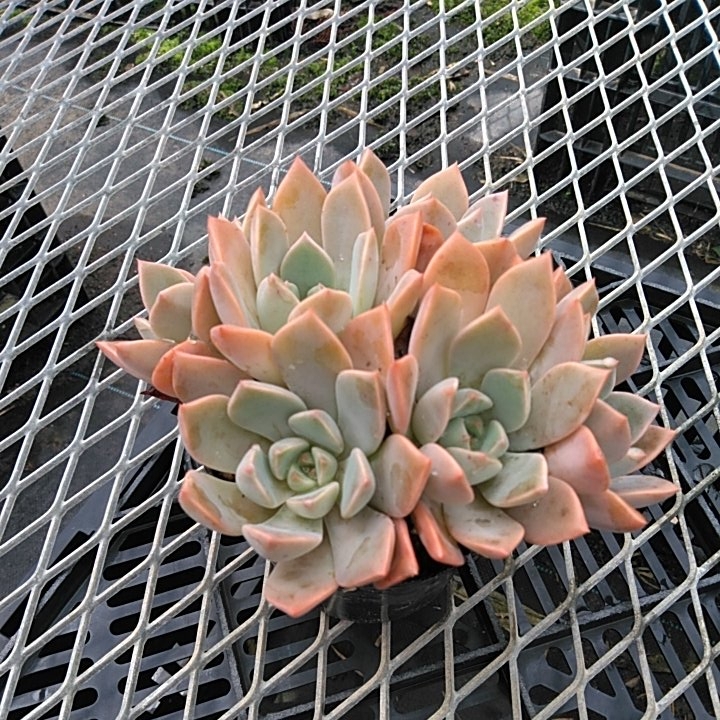 多肉植物 グラプトベリア ピンクプリティ サボテン 売買されたオークション情報 Yahooの商品情報をアーカイブ公開 オークファン Aucfan Com