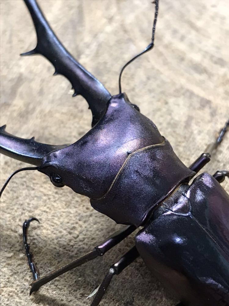 メタリフェルホソアカクワガタ ペレン島産 パープル系 大型血統 ♂78mm