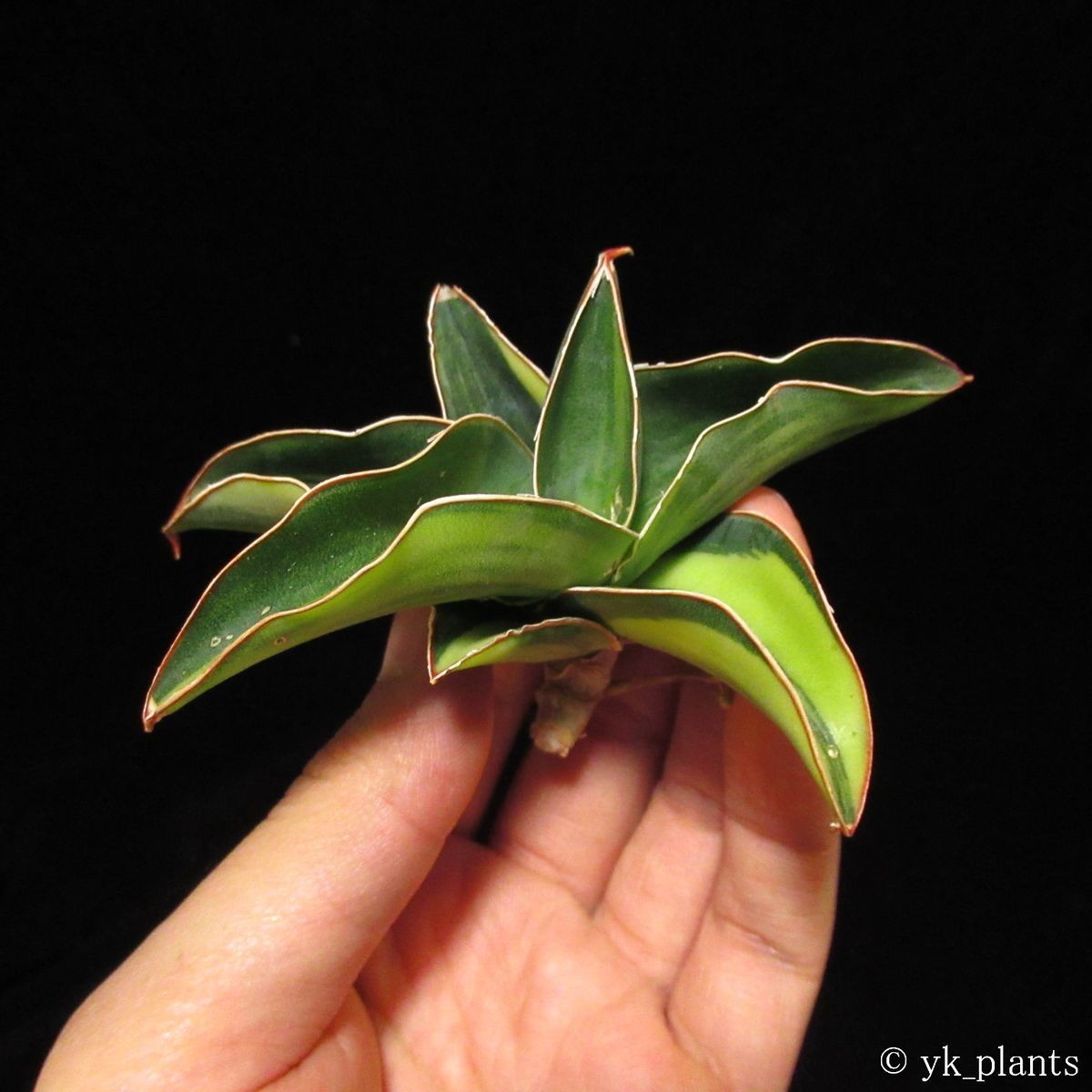 35 Sansevieria robusta 斑入り サンスベリア ロブスタ 【公式通販】