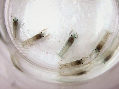 Aqua Bee Cambarellus Texanus ドワーフザリガニ テクサナス 稚ザリ 10匹セット 甲殻類 売買されたオークション情報 Yahooの商品情報をアーカイブ公開 オークファン Aucfan Com