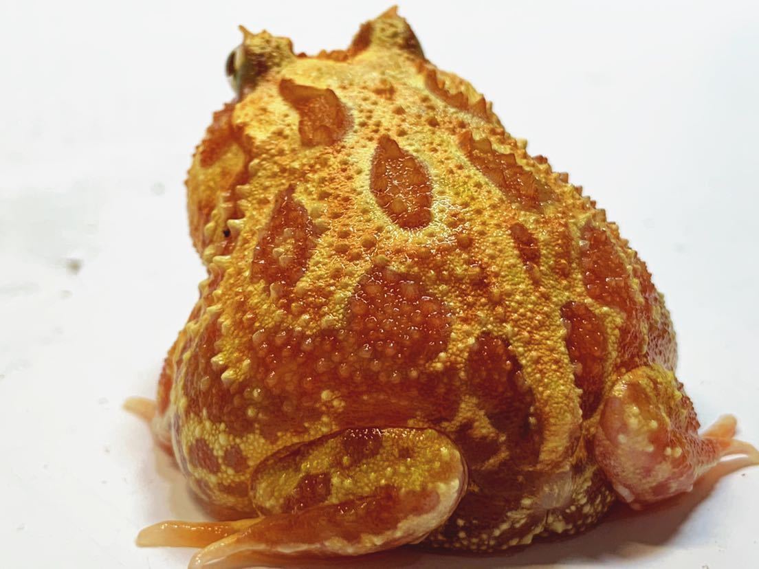 Pブリード クランウェルツノガエル 色変