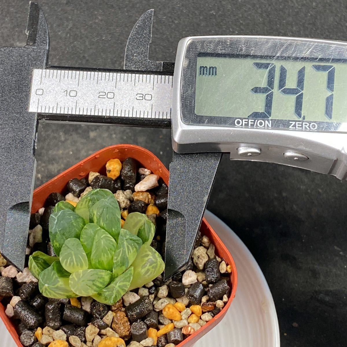 オブツーサ錦って？ 斑入りの魅力⁄斑を表す用語⁄錦の選び方 | グリーン 