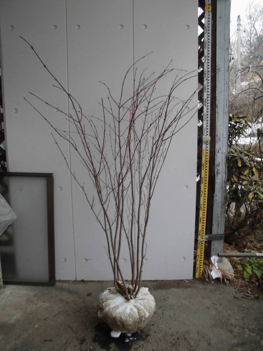 ツリバナ 株立ち 露地 販売 苗木 1.5m トオヤマグリーン : | 植木 雑木