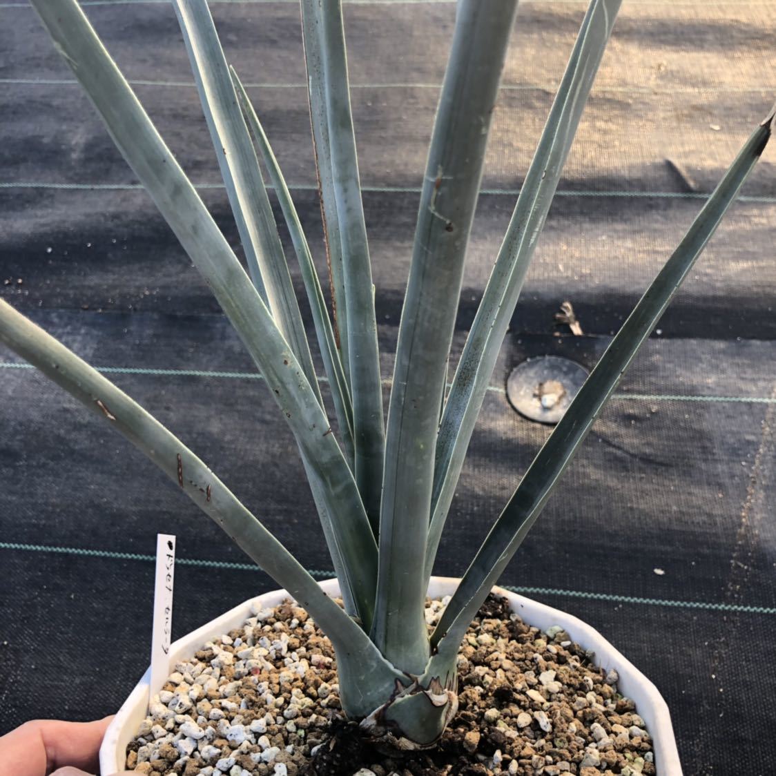 初売り!WPJ・Dracaena serrulata ドラセナ セルラータ Dracaena 初売り!WPJ・Dracaena serrulata ドラセナ セルラータ Dracaena