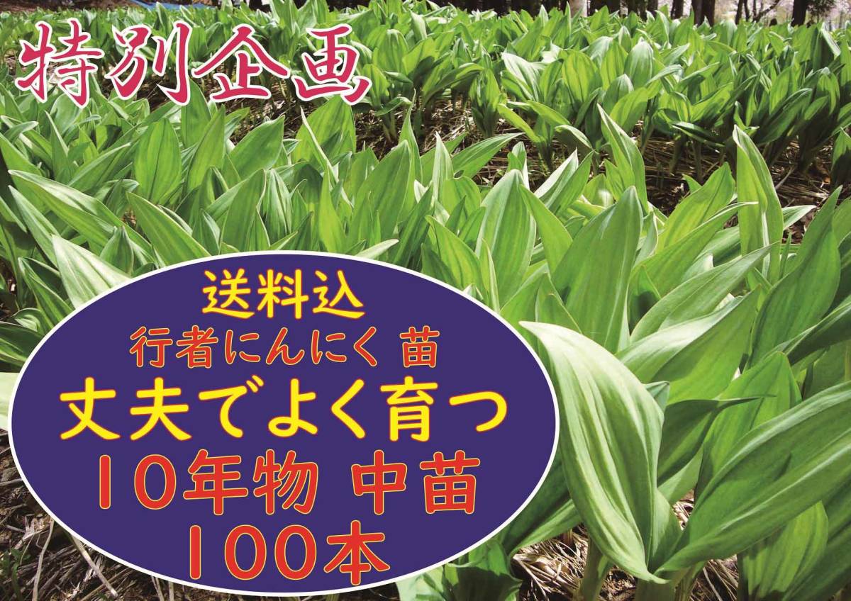  行者ニンニク 10年以上物中苗 100本 な山菜を育ててみましょう(苗)｜売買されたオークション情報、yahooの商品情報をアーカイブ公開 - オークファン その他