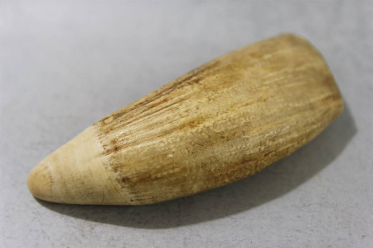 O*)様 マッコウクジラの歯 鯨歯 未加工370g O*)様 マッコウクジラの歯