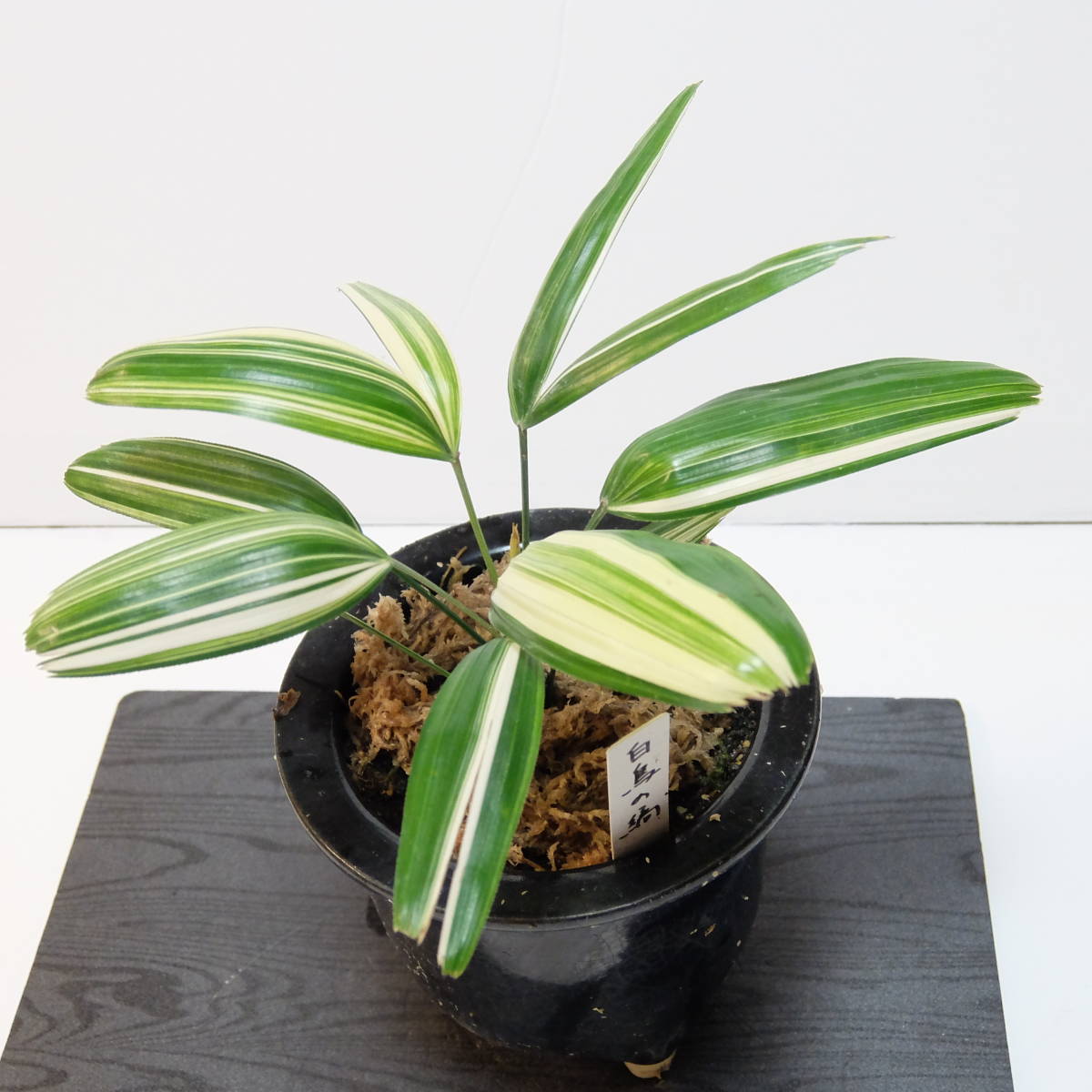 定番人気，100%新品 ② 山野草 斑入り ヤマシャクヤク キラ星の実生