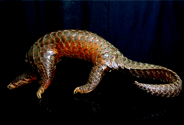 動物 センザンコウ 穿山甲 剥製 魔除け 御守り 漢方薬 媚薬 その他 売買されたオークション情報 Yahooの商品情報をアーカイブ公開 オークファン Aucfan Com