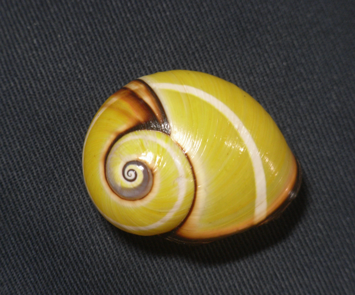 l521155705.1