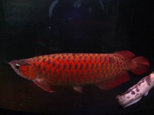 アロワナ 赤の皇帝 エンパンレッド目測６５ｃｍ 赤巻き辣椒 アロワナ 売買されたオークション情報 Yahooの商品情報をアーカイブ公開 オークファン Aucfan Com