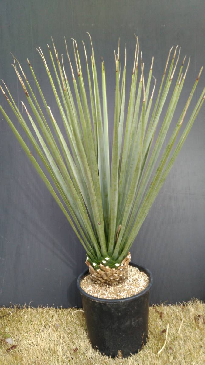 リギダ rigida ユッカ Yucca 観葉植物 | レア 太株 ドライ ！！ 実生苗